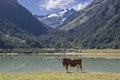 Alpine summer at the Durlassboden storage lake