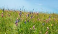 Alpine summer flower meadow