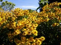 Alpine Sunflower also called Old Man of the Mountains or Mountain Sunflower Hymenoxys Grandiflora