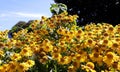 Alpine Sunflower also called Old Man of the Mountains or Mountain Sunflower Hymenoxys Grandiflora