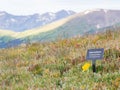 Alpine Sunflower blossom alone the Alpine Ridge Trail at Rocky Mountain National Park