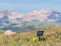 Alpine Sunflower blossom alone the Alpine Ridge Trail at Rocky Mountain National Park