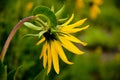 Alpine Sunflower plant in bloom.