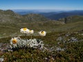 Alpine sunray Royalty Free Stock Photo