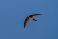 Alpine Swift Apus Melba Andorinhao-Real Royalty Free Stock Photo