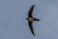 Alpine Swift Apus Melba Andorinhaoreal Royalty Free Stock Photo