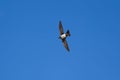 Alpine Swift in blue sky