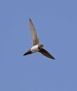 Alpine Swift Royalty Free Stock Photo