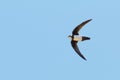 An Alpine Swift, Tachymarptis melba, in flight. Royalty Free Stock Photo