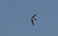 Alpine Swift, Greece Royalty Free Stock Photo