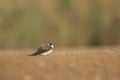 Apine swift Oiseaux du Djoudj National Park.