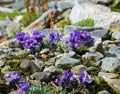 Alpine toadlax Royalty Free Stock Photo