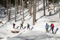 Alpine touring in forest