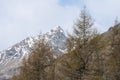 alpine trees and snow covered rocky mountain peak and ridges in the background. alps