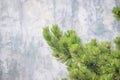 Alpine trees. Trees on top of a mountain in fog. Pine stunted trees