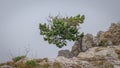 Alpine trees. Trees on top of a mountain in fog. Pine stunted trees