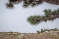 Alpine trees. Trees on top of a mountain in fog. Pine stunted trees