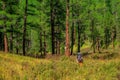 Alpine trekking, climbing through a green meadow with various grasses through a high-altitude coniferous forest. Solo trekking