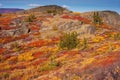 Alpine tundra