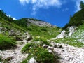 Alpine valley covered in grass and mugo pine and yellow and pink flowers