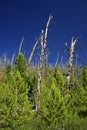 Alpine vegetation in Altai Mountains, july 2016 Royalty Free Stock Photo