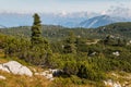 Alpine vegetation in Hoher Dachstein Alps, Austria Royalty Free Stock Photo