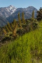 Alpine vegetation in New Zealand Royalty Free Stock Photo