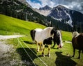 Alpine view of valley with rocky mountain peaks in background and close up of several colorful horses bright green grass