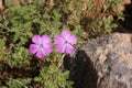 Alpine violet in Altai.
