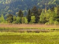 Alpine alluvial forest spring season nature background