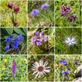 Alpine wild flower collage - Series V Royalty Free Stock Photo