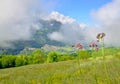 Alpine wild flowers blooming in alpine meadow Royalty Free Stock Photo