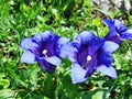 Alpine wild flowers on the Churfirstein mountain range in the Toggenburg region