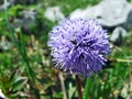 Alpine wild flowers on the Churfirstein mountain range in the Toggenburg region