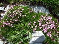 Alpine wild flowers on the Churfirstein mountain range in the Toggenburg region