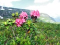 Alpine wild flowers on the Churfirstein mountain range in the Toggenburg region
