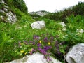 Alpine wild garden with purple rock thyme (Acinos alpinus) in Julian alps