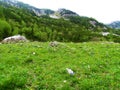 alpine wild garden with white, blue and yellow flowers incl. spring gentian