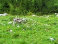 alpine wild garden with white, blue and yellow flowers incl. spring gentian