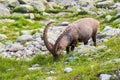 Alpine Wild Ibex Eating in front of a Rock on a Sunny Summer Day