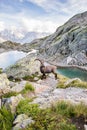 Alpine Wild Ibex in front of Iconic Mont-Blanc Mountain on a Sun