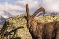Wild Ibex Smiling at Camera in front of a Rock on a Sunny Day