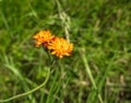 Alpine wild orange flower Pilosella aurantiaca or orange hawk bit with blurred background Royalty Free Stock Photo