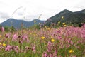 Alpine wildflower meadow with lychnis and buttercups, germany Royalty Free Stock Photo