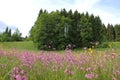 Alpine wildflower meadow with lychnis and grove, germany Royalty Free Stock Photo