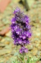 Alpine wildflower in the tundra Royalty Free Stock Photo