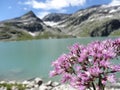 Alpine wildflowers Adenostyles Royalty Free Stock Photo