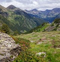 Alpine wildflowers in the Andorran Pyrenees Royalty Free Stock Photo