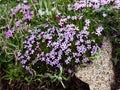 Alpine wildflowers blooming