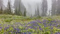 Alpine Wildflowers in the Fog Royalty Free Stock Photo